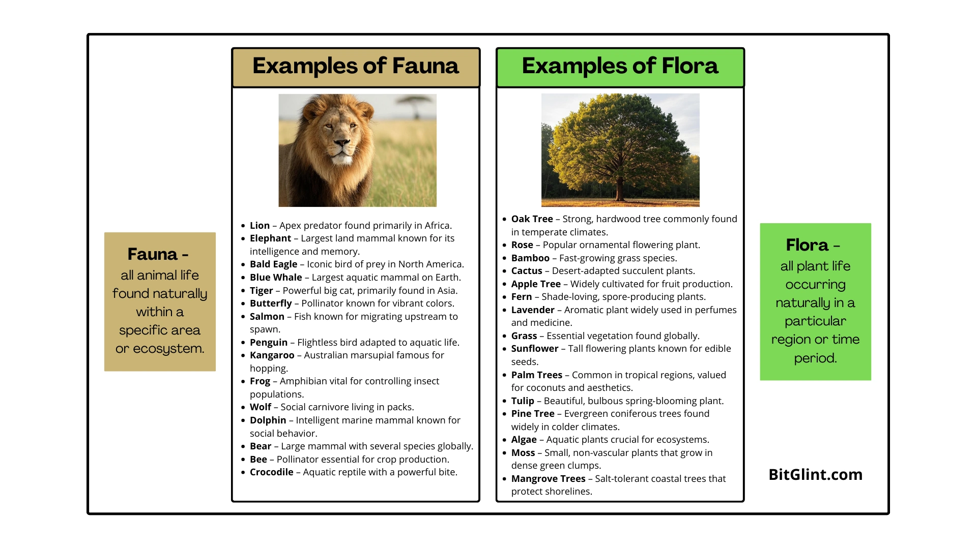 Flora and Fauna Examples